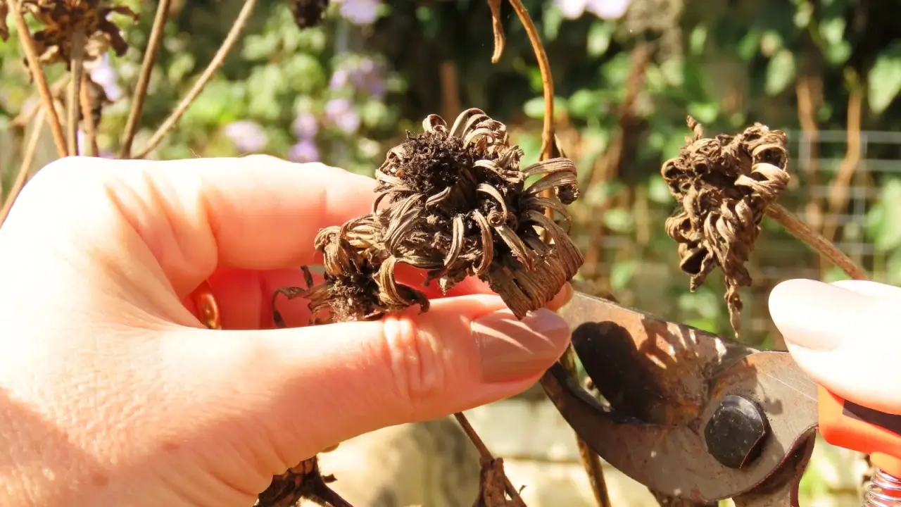 A gardener with pruning shears cuts off dry seed heads of zinnias in a sunny garden.
