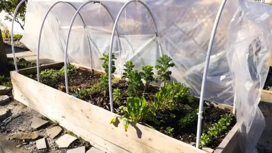 A cold frame hoop house is a raised wooden bed with curved metal supports covered with clear plastic sheeting to allow sunlight to reach young plants of radishes, beets, arugula, kales and more in a sunny December garden.