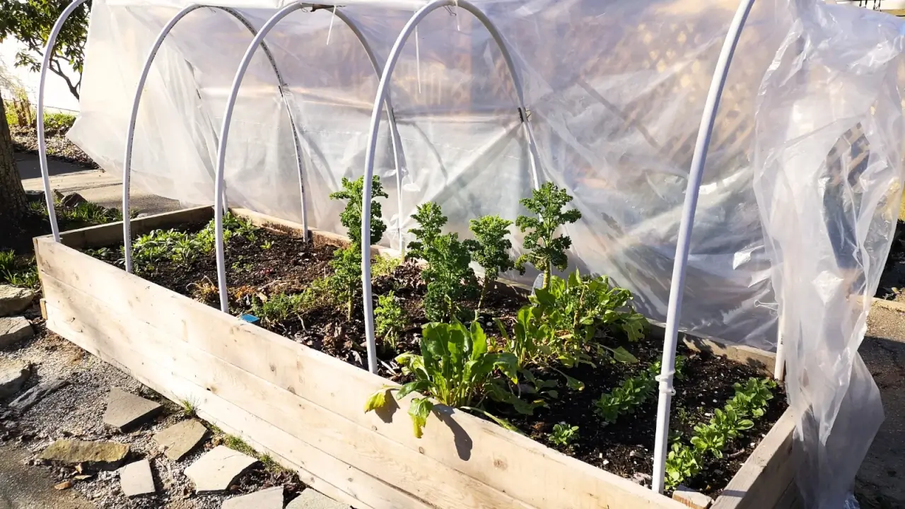 What to Plant in Cold Frames and Hoop Houses in December