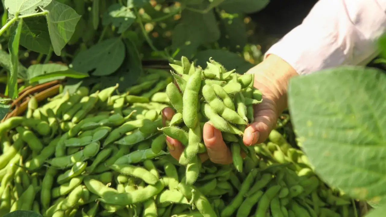 Farmer’s hands holding freshly picked green soybean pods above a basket filled with harvested beans, surrounded by lush plants with broad leaves. 