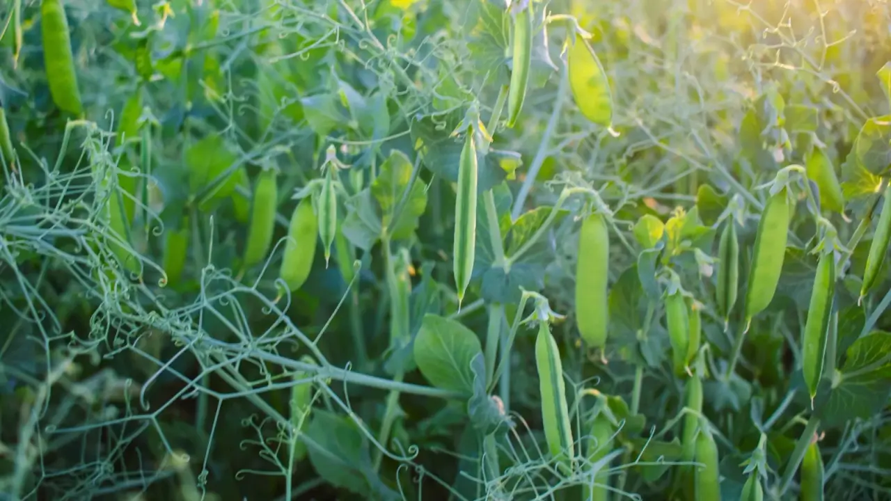 Upright stems with paired, compound leaves with multiple leaflets support small, plump pods forming along the branches. 