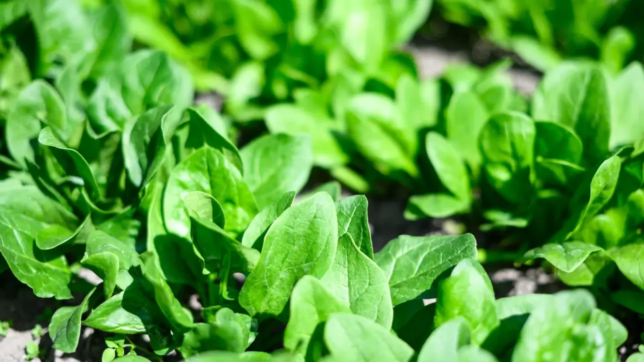 Lush green, low-growing leaves with smooth, slightly crinkled surfaces form compact clusters across the garden bed.