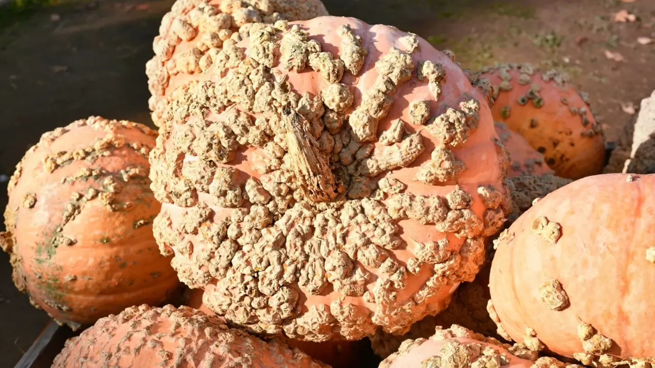A pile of large pinkish-orange pumpkins with rough, warty skin rests closely together in a sunny garden.