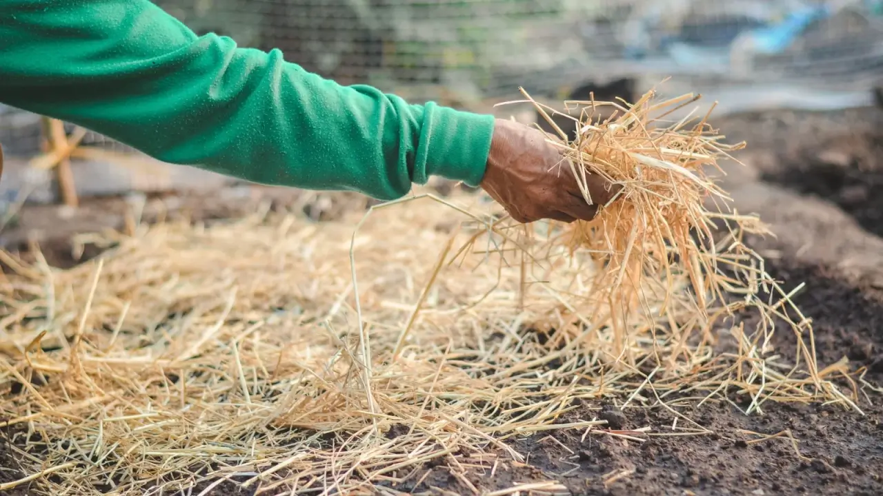 A man spreads a thin layer of straw mulch over moist soil in a garden.