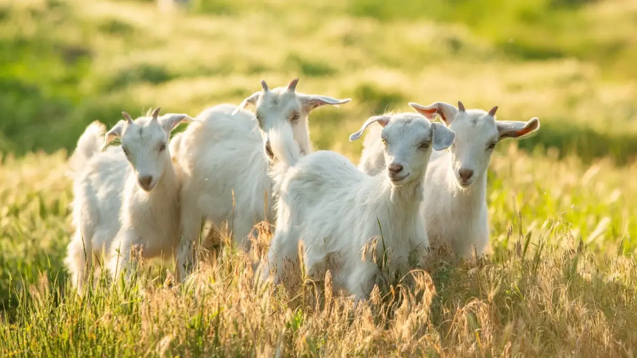 Four cute white goats with small horns graze on a ranch with tall green and golden grass.