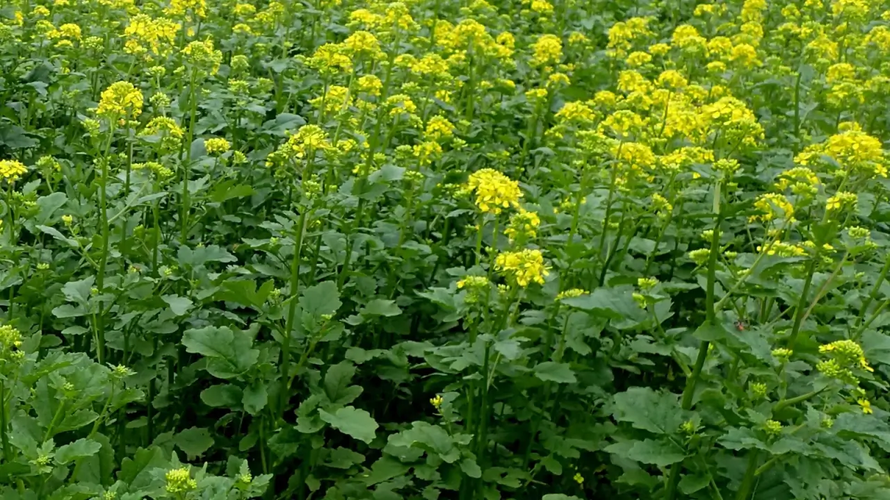 Dense foliage of deep green leaves with jagged edges supports bright yellow flowers blooming across the field.