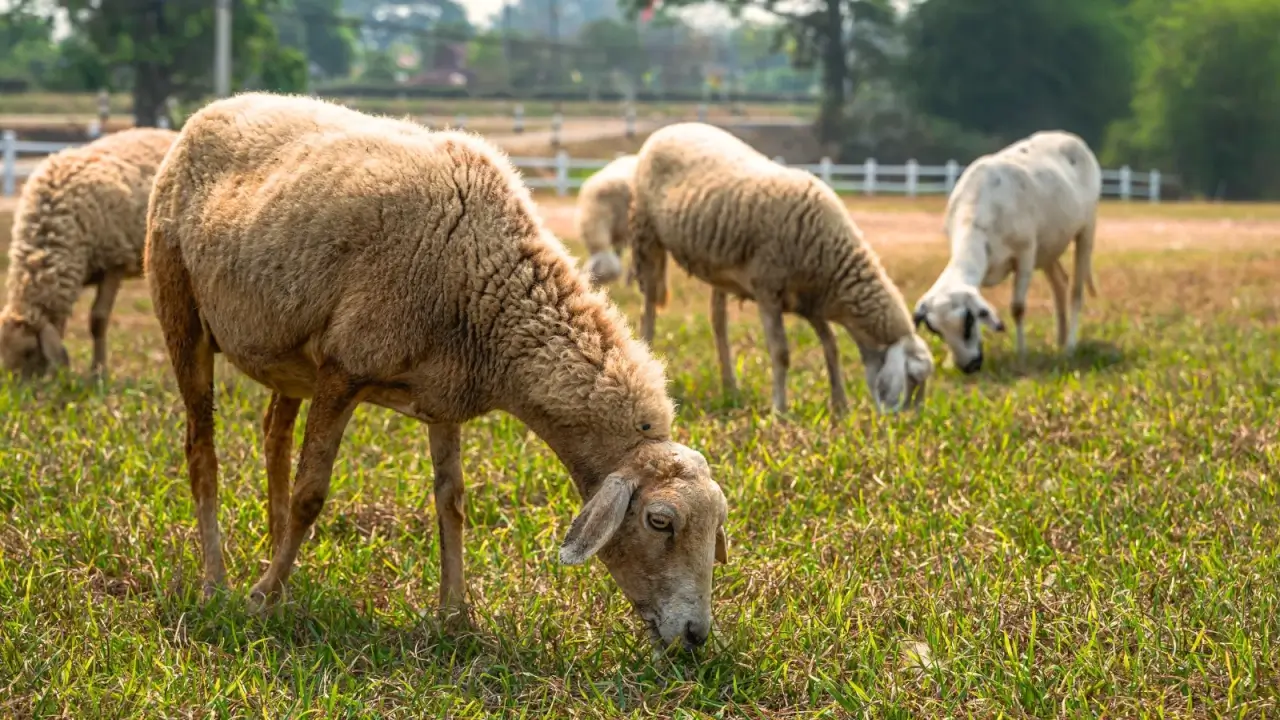 A small group of fluffy sheep graze on a home ranch.