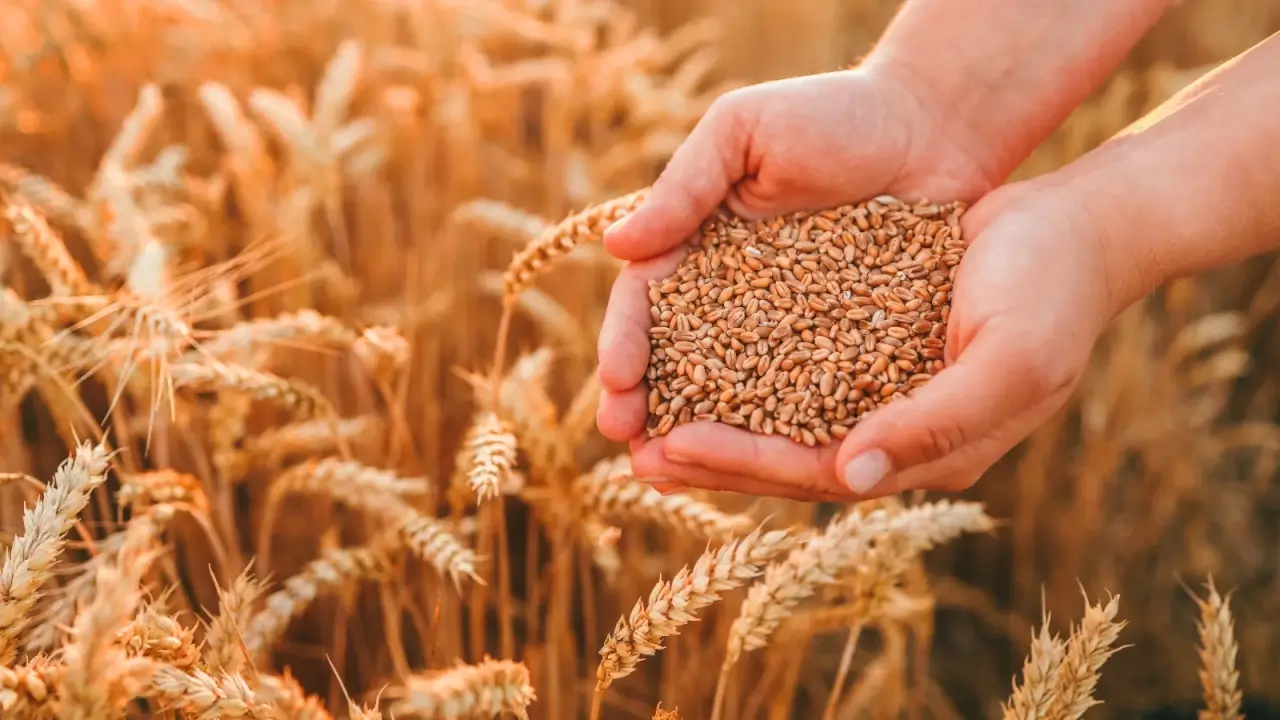 Woman’s hands gently hold a handful of seeds with golden ears of ripened grain softly blurred in the sunlit field background.