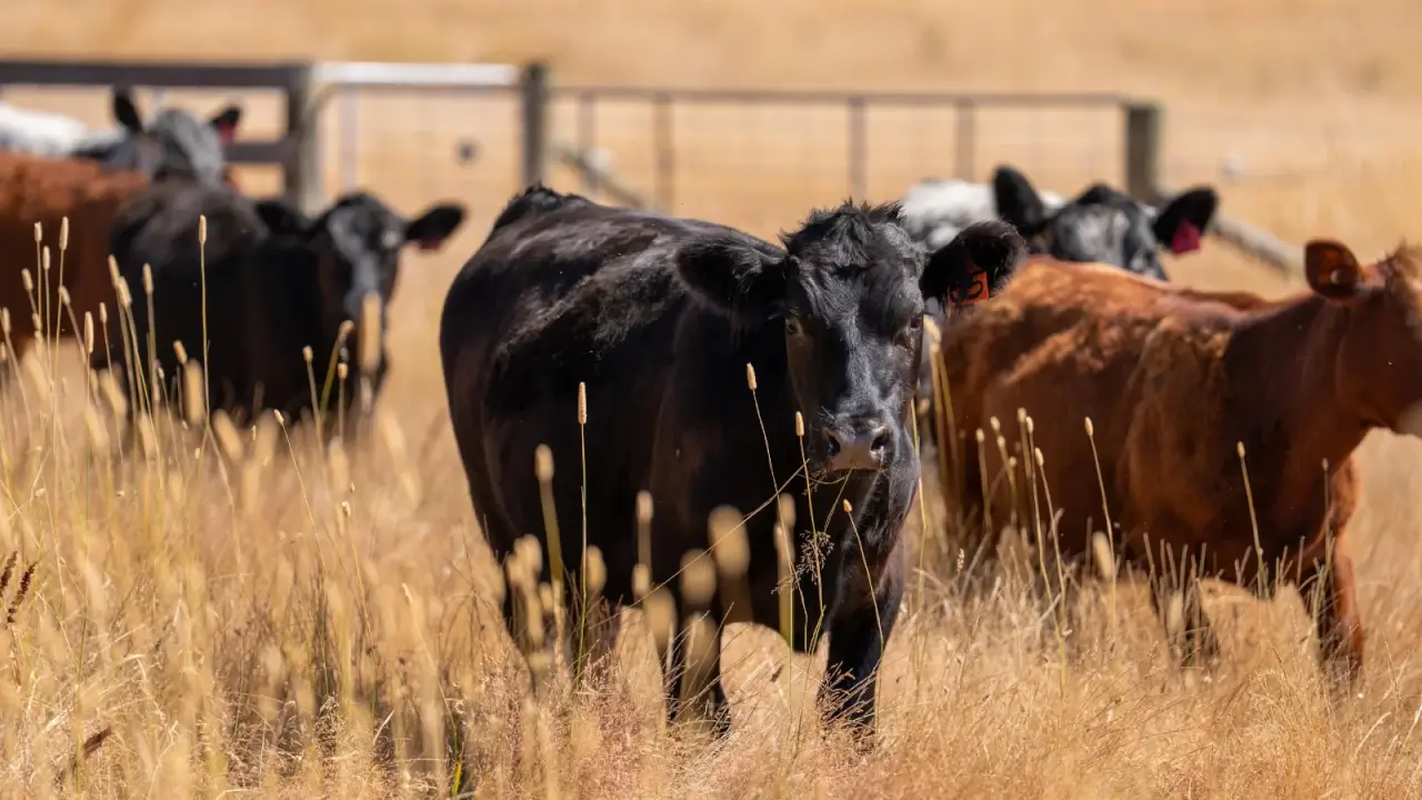 Black and brown cows graze on a fenced ranch with tall, yellowed, dry grass.