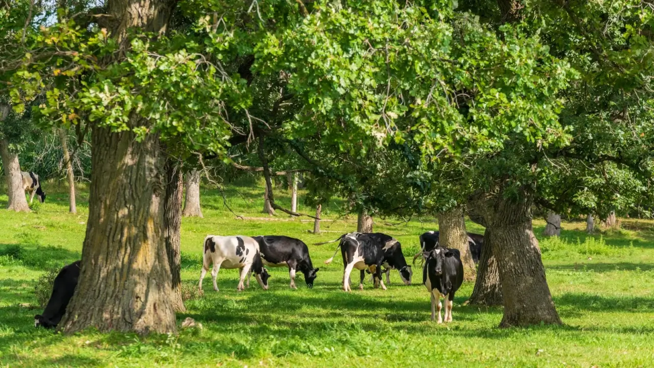 Holstein Friesian cows with black-and-white markings grazing under trees in a sunlit pasture.