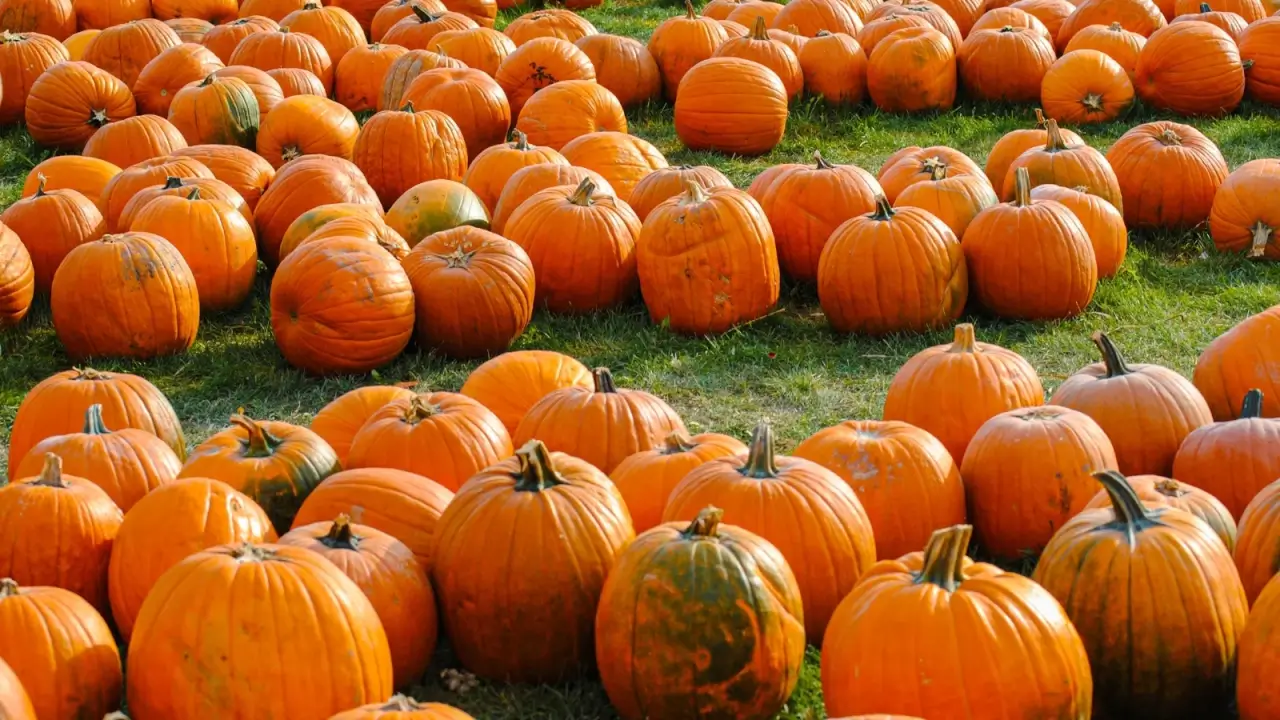 A large group of bright orange pumpkins with shallow ribs and a smooth texture, with sturdy stems, is spread across the green grass in the garden.