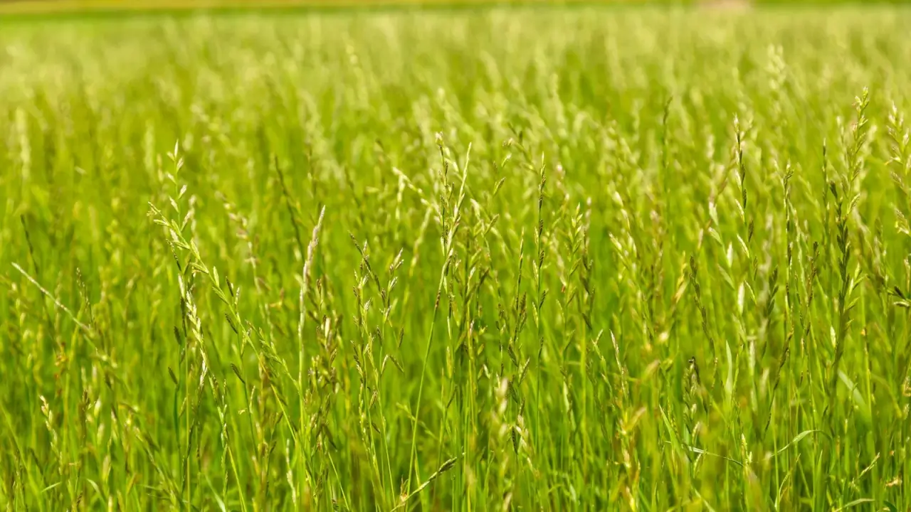 Fine textured grass with narrow leaves produces thin stalks bearing tiny clustered flowers in the garden.