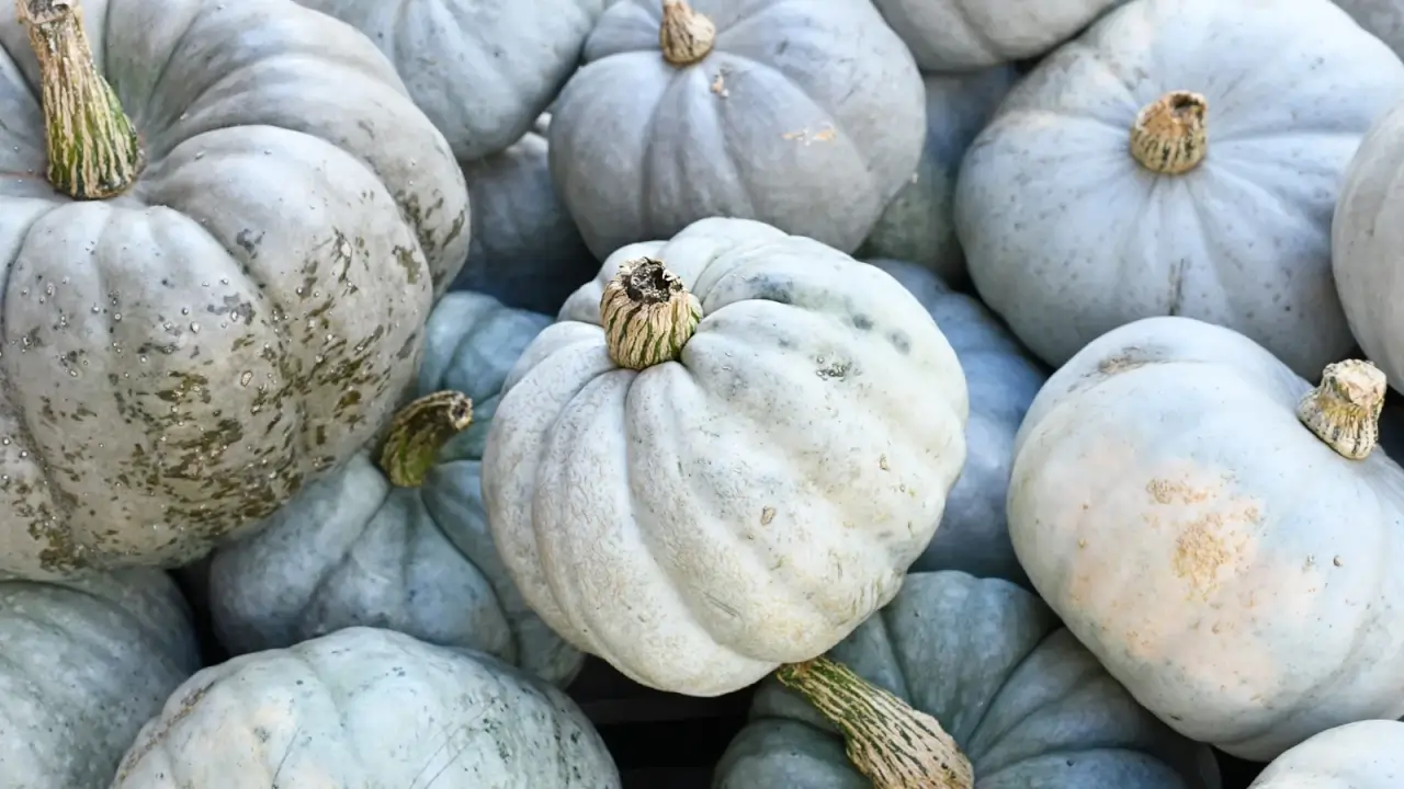 A pile of muted blue-gray pumpkins with deeply ribbed skin and thick woody stems lies clustered together.