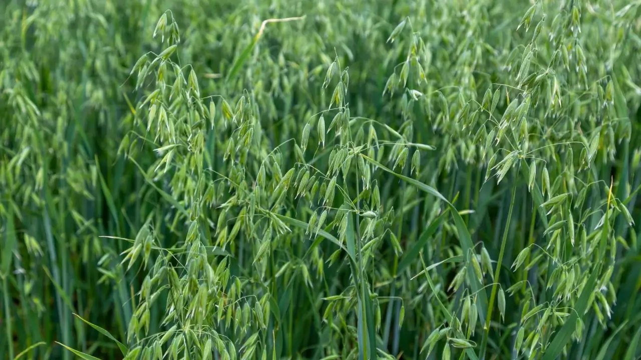 Slender stalks with pointed leaves hold elongated green seedpods, hanging slightly. 