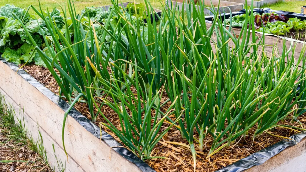 Closely growing clumps of upright, long tubular green leaves rise from rounded bulbs beneath the soil in a raised bed.