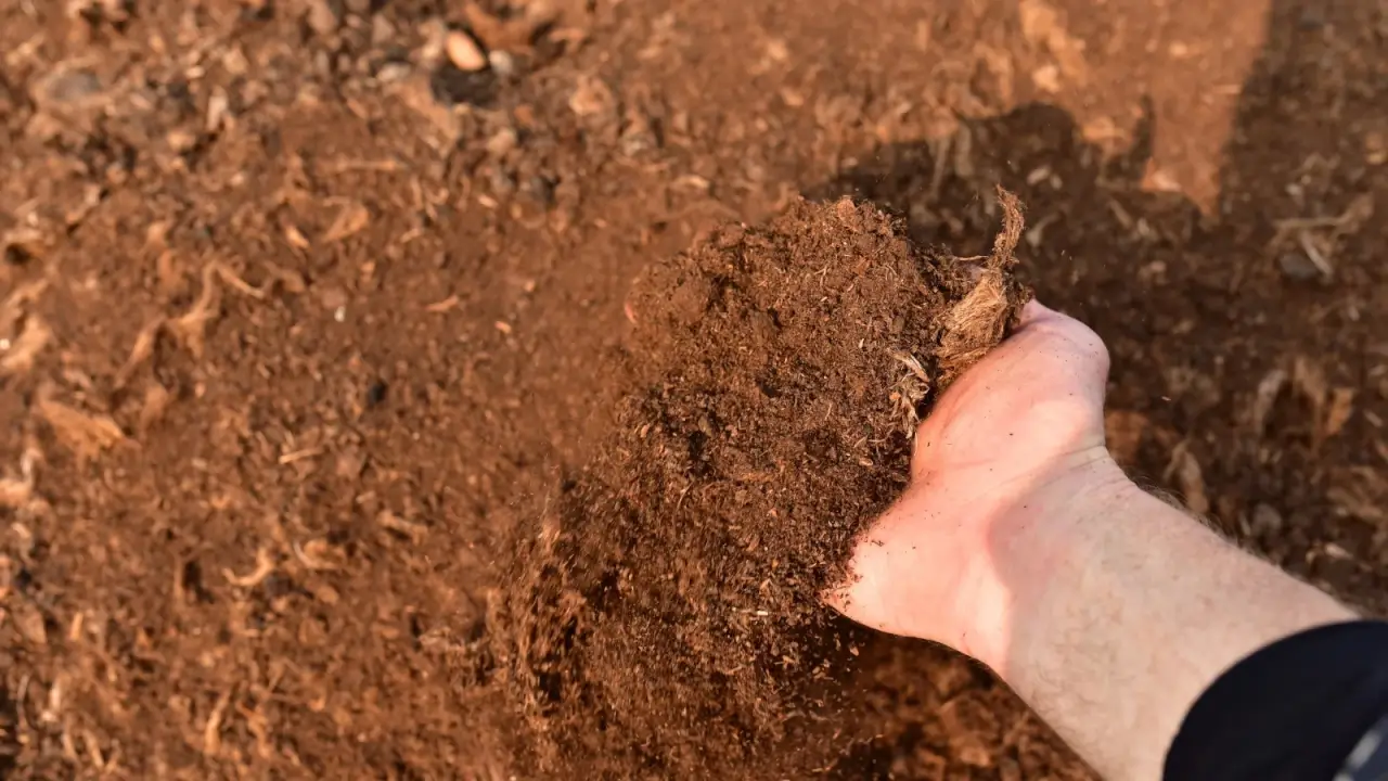 A man's hand spreads peat moss, with a soft, fibrous texture and rich brown color, over soil in a garden.