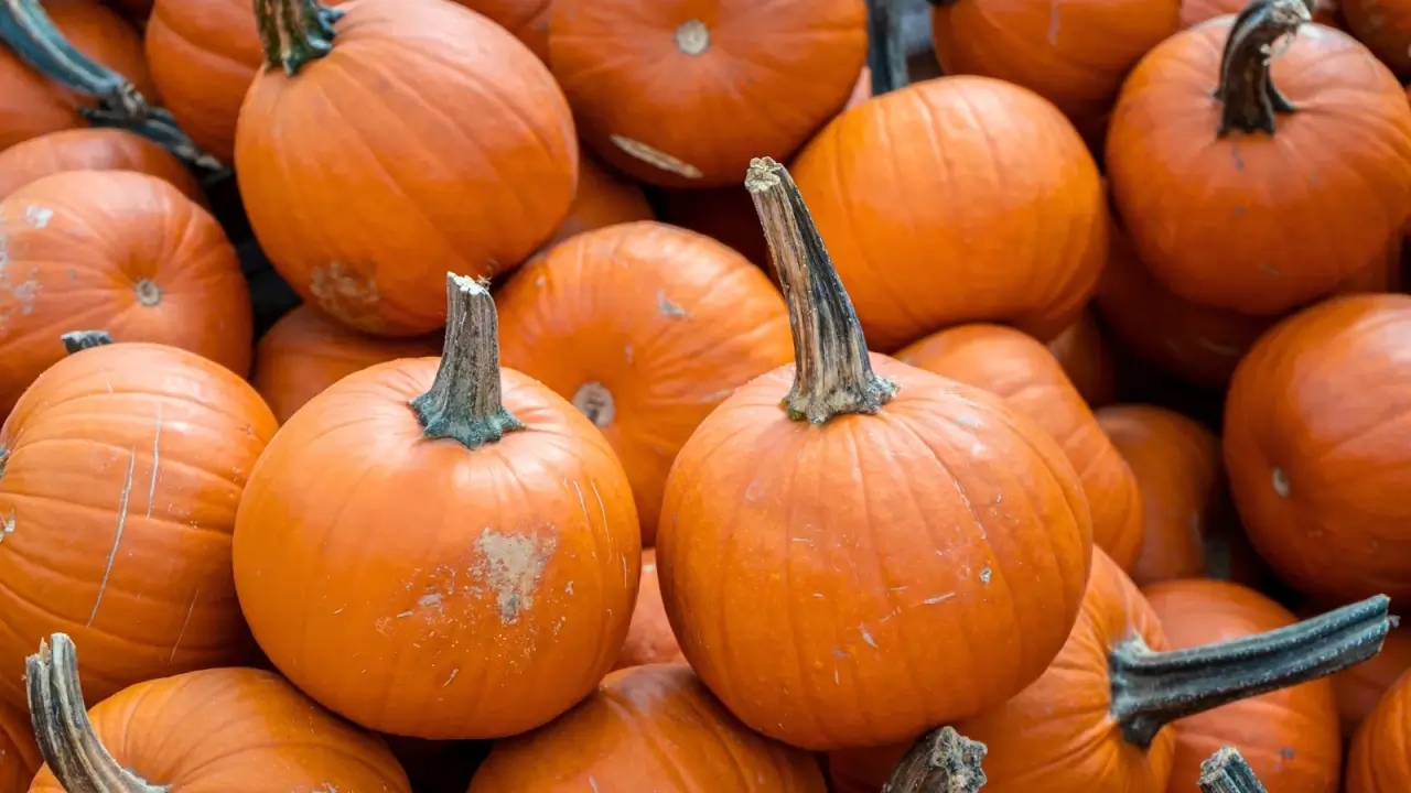 A pile of small, round, orange pumpkins with shallow ribbing and short sturdy stems.