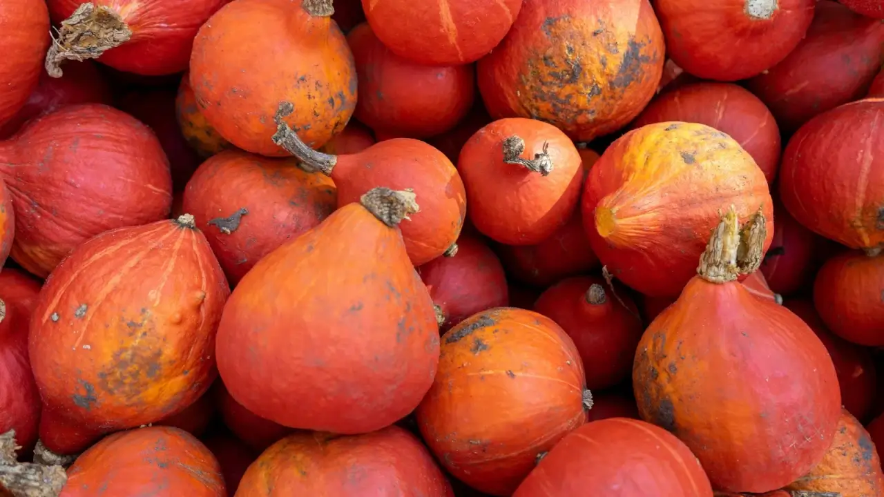 A pile of small to medium red-orange squash fruits with smooth, rounded shapes and slightly flattened bottoms. 