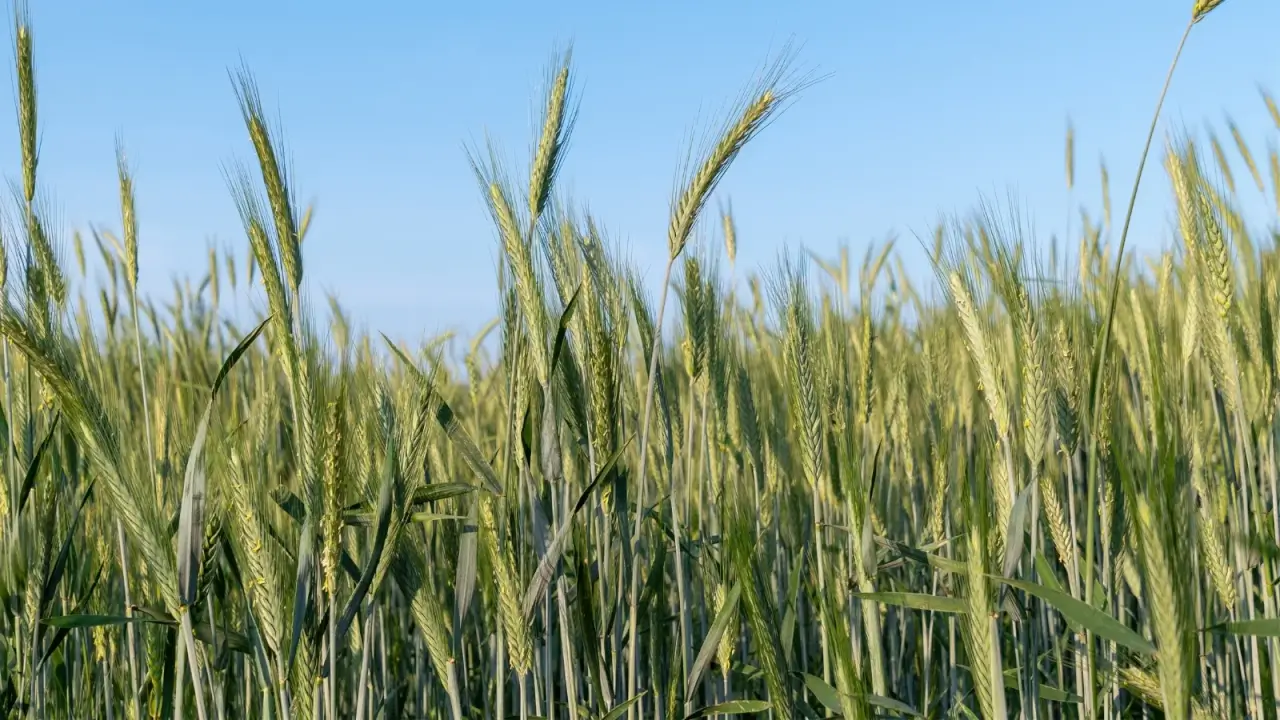 A field of green grass with upright stalks and narrow leaves, each topped with long, grain-filled spikes. 