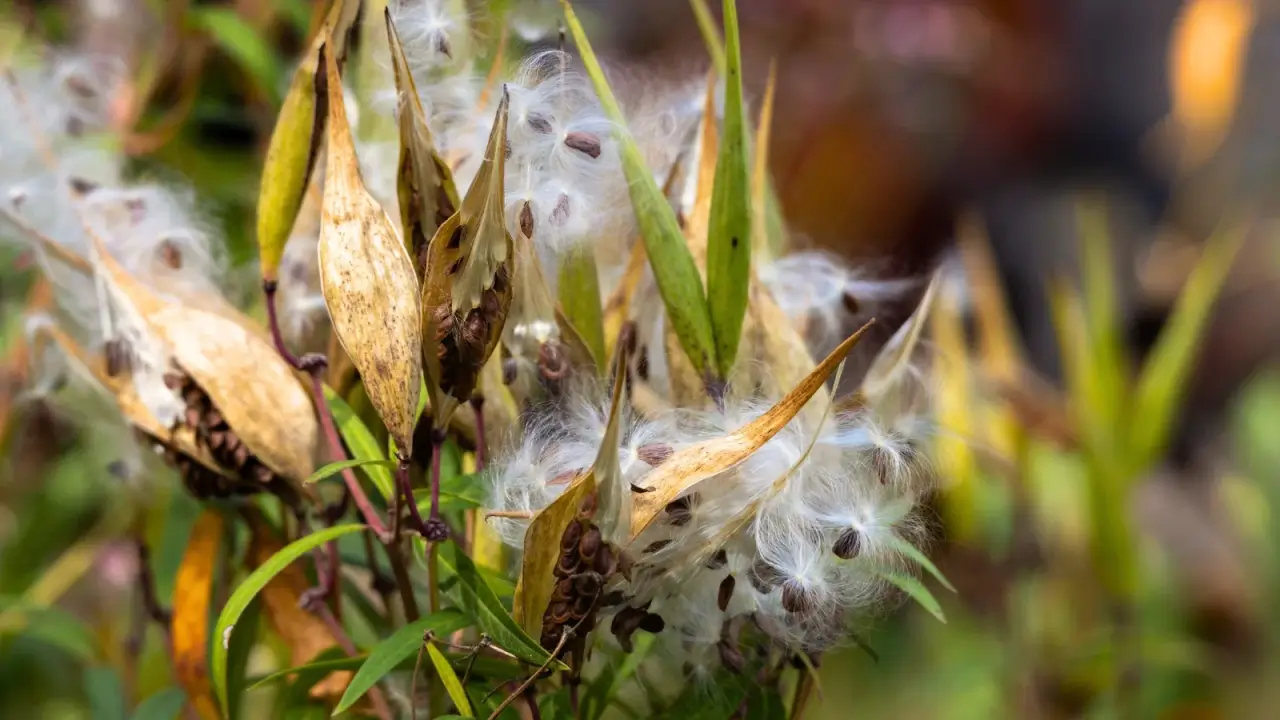 Mature seed pods on a milkweed plant split open to reveal silky white fibers and flat brown seeds among tall green stems.