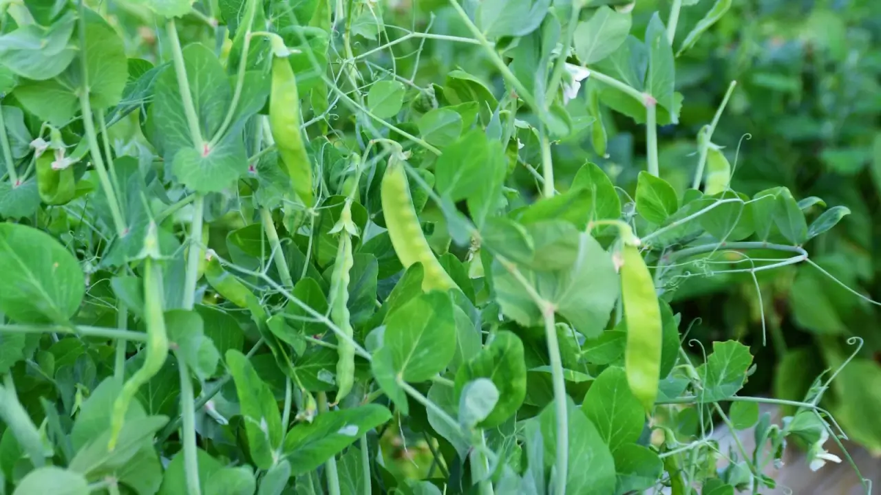 Climbing vines on trellises with paired green leaves, curling tendrils, and slim green pods hanging along the stems.