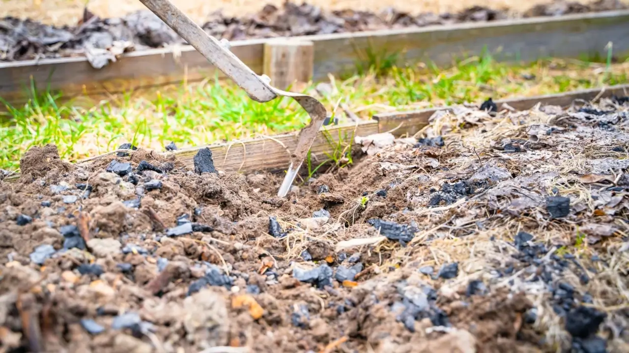 Plowing the soil in the raised garden bed using a flat cutter, mixing it with wood ash and straw.