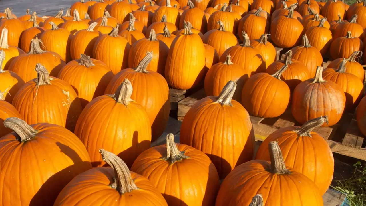 Rows of oval, smooth, shallow-ribbed pumpkins with golden-orange skins and sturdy, short stems stand in a sunny garden.