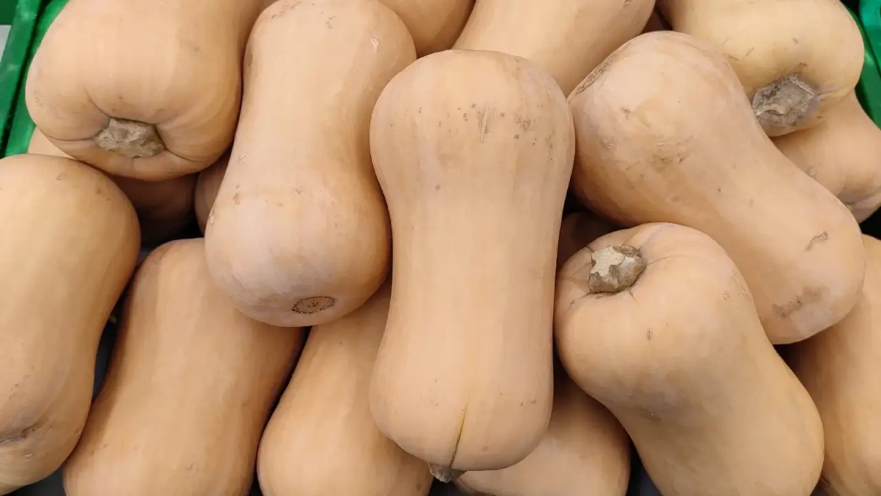 A pile of ripe, firm, pear-shaped pumpkins with smooth, dusty-orange skin in a large plastic crate.