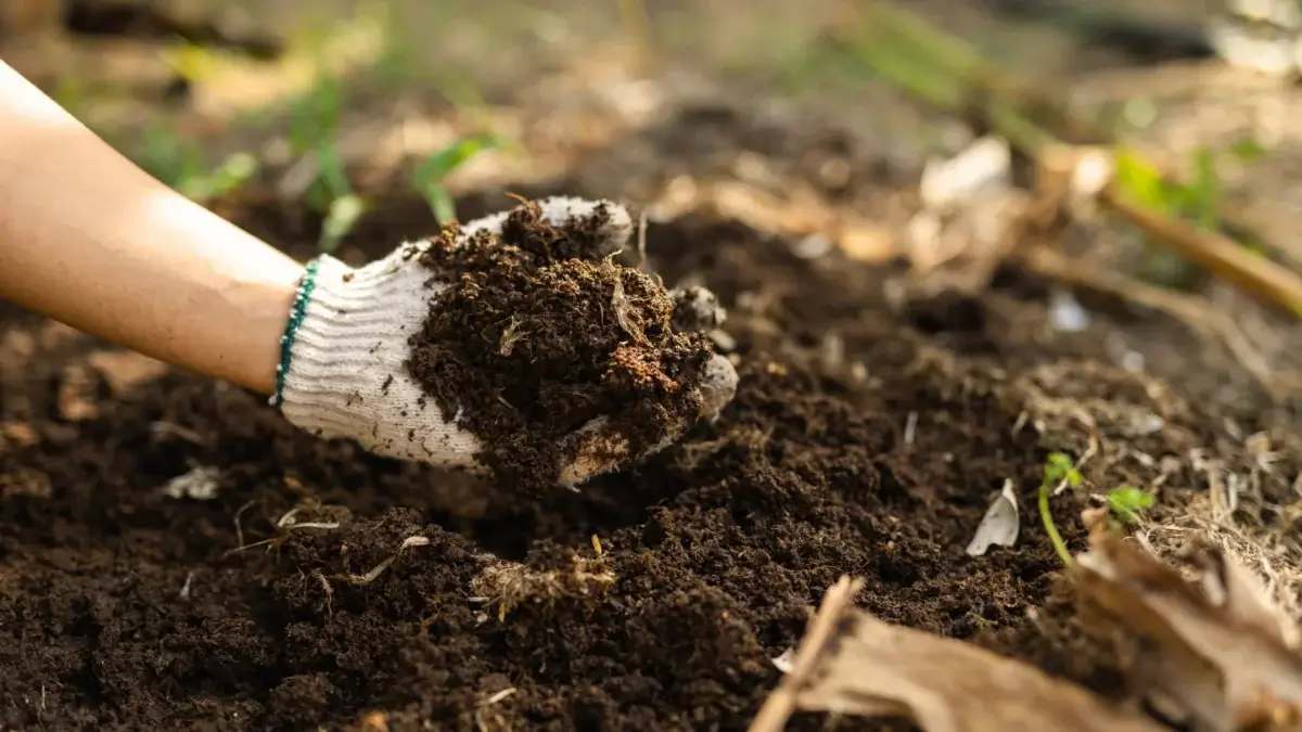 A male hand wearing a white glove spreading dark compost to amend soil after harvest.