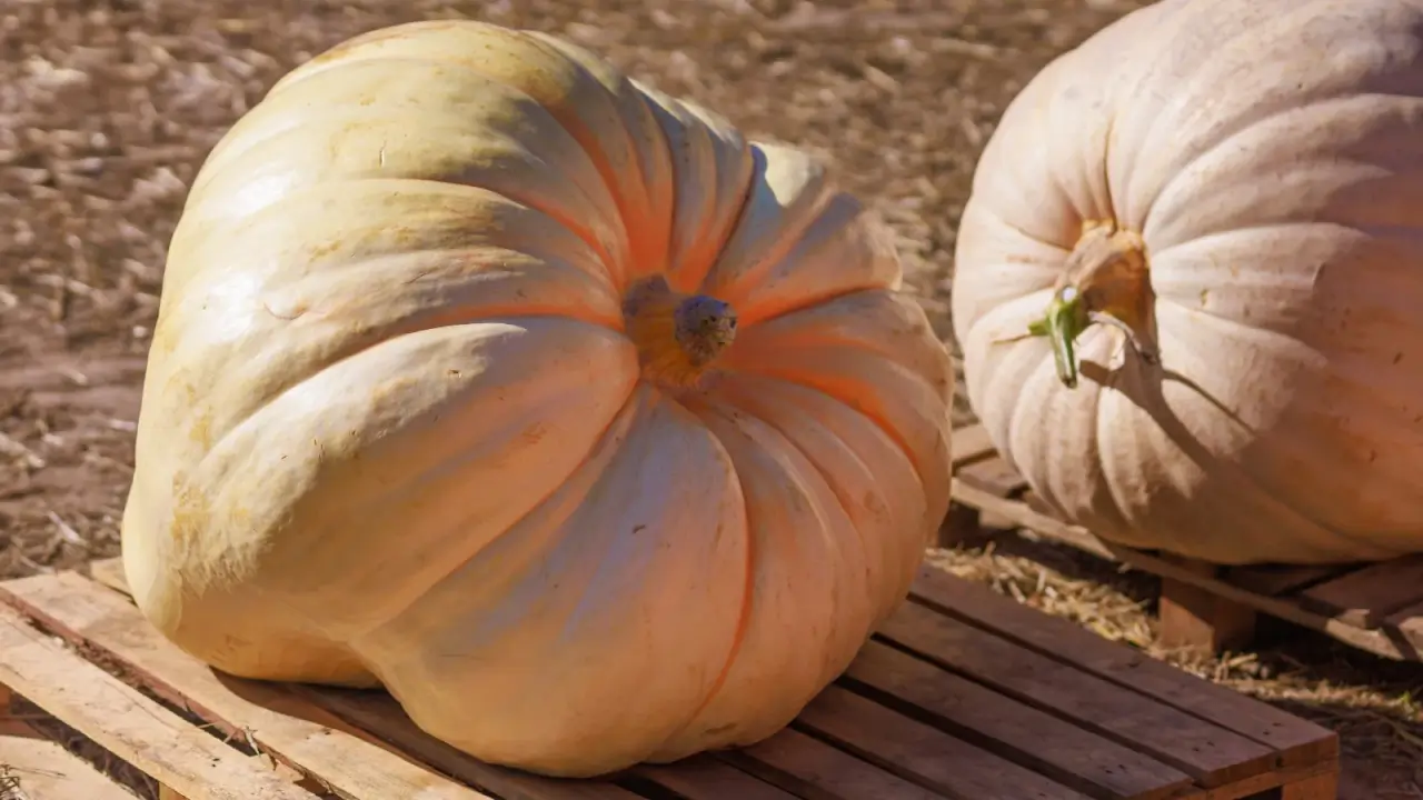 Two enormous pale orange pumpkins with smooth, slightly ribbed surfaces on wooden pallets outdoors.