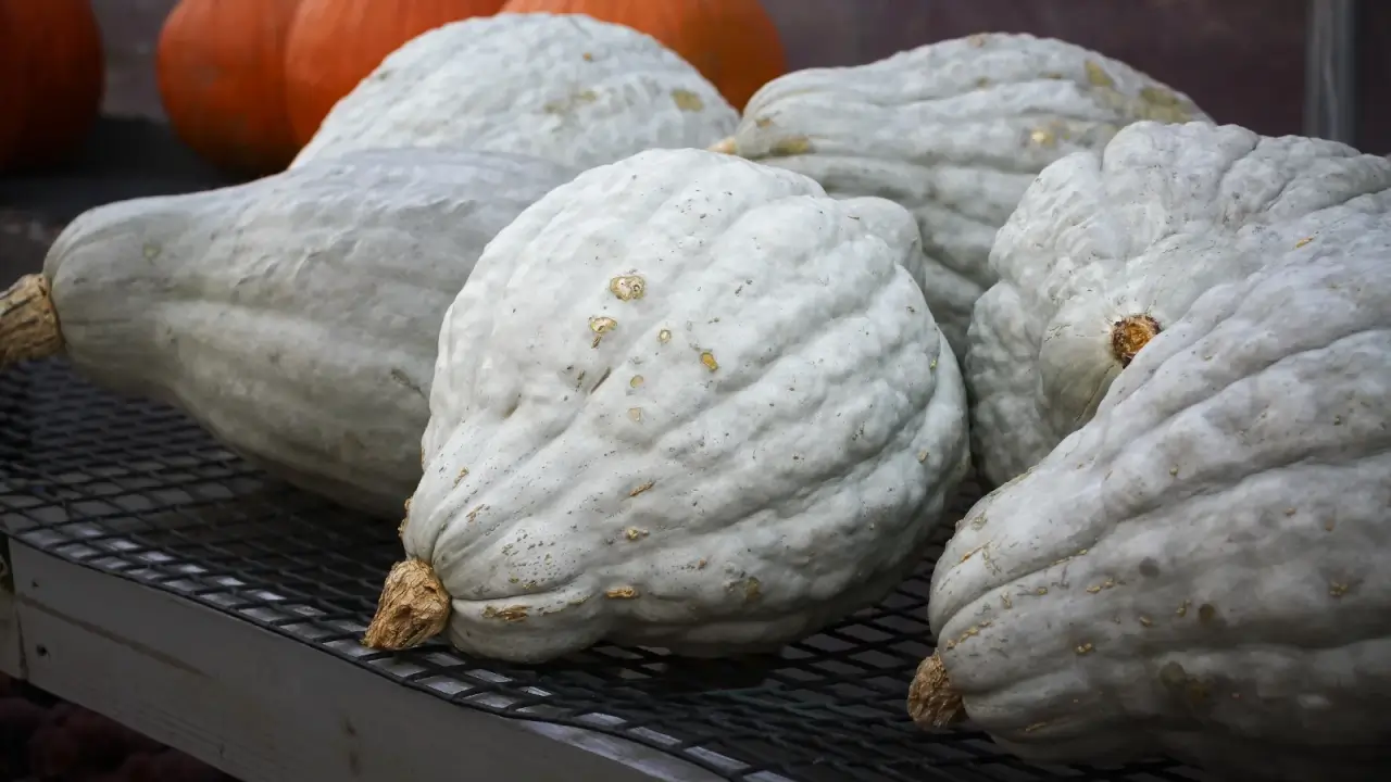 A group of large, blue-gray squashes with ridged, firm skins arranged on a wooden shelf. 
