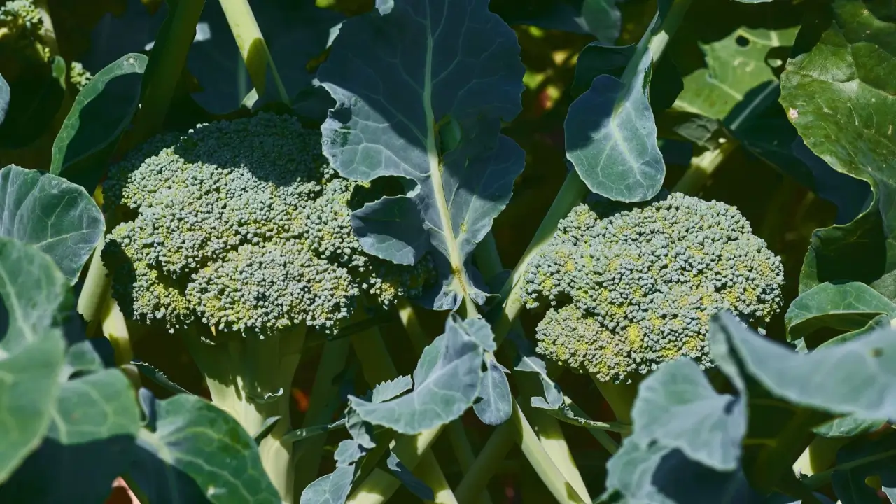 Two upright, strong stems with rounded, densely growing green edible flower heads surrounded by broad, blue-green foliage.