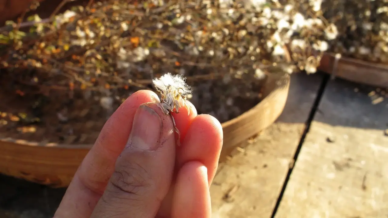 Close-up of a woman's hand holding a dry lettuce seed pod against a background of dried inflorescences for collecting and preserving seeds.