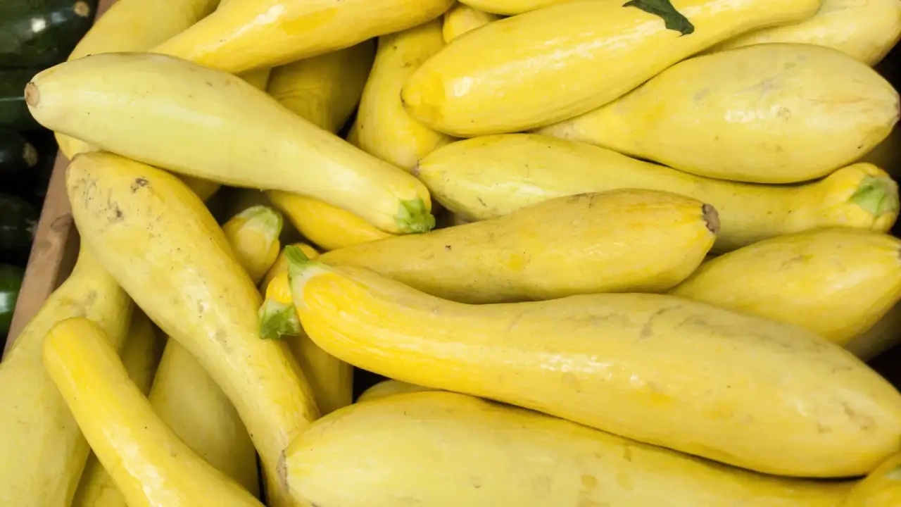 A pile of ripe, long, pear-shaped summer squash with a soft yellow, shiny skin in a wooden box.