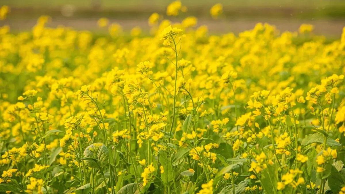 Bright yellow mustard blooming across a wide field used as a cover crop to improve soil health and help farmers save money.