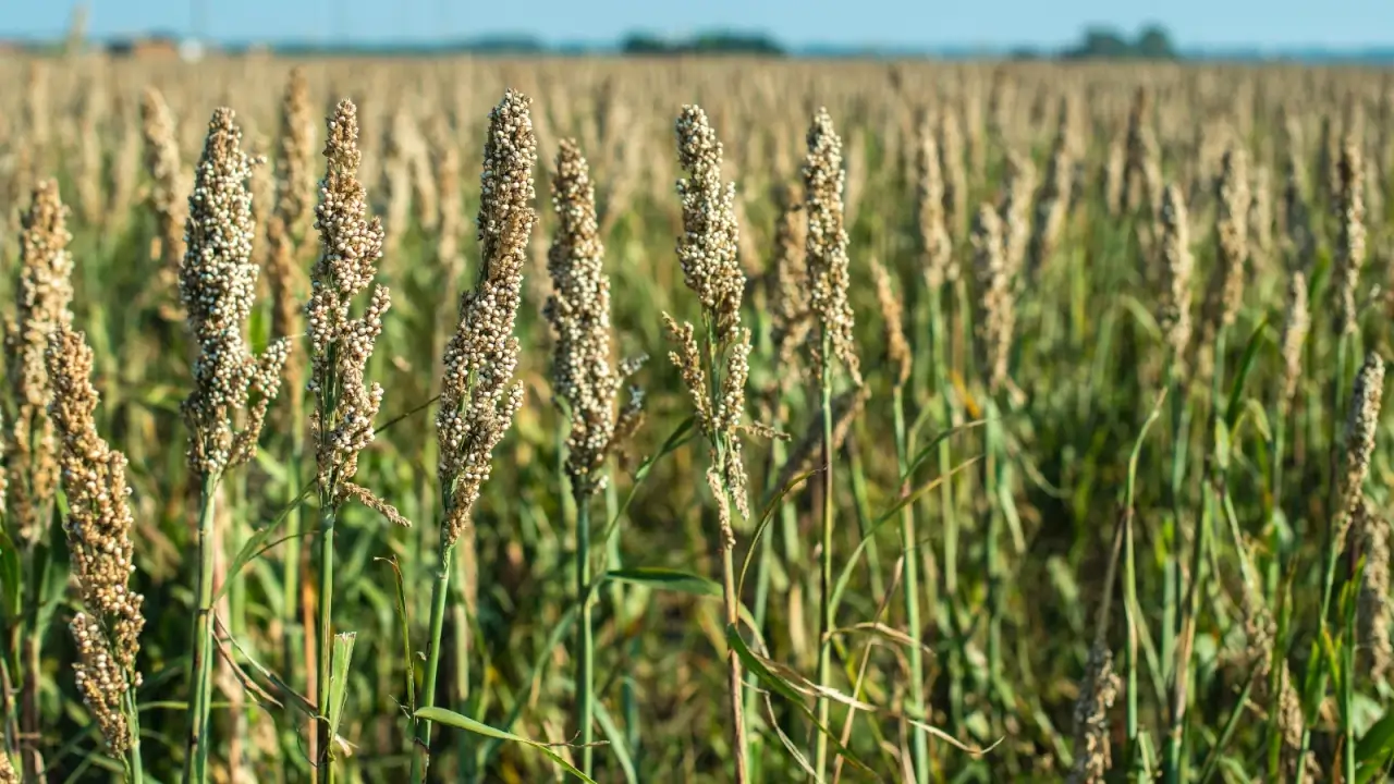 Upright stems with thin, pointed leaves support dense, grain-filled spikes in grayish-beige shades.