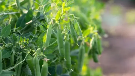 The highest-yielding cover crop features vertical, flexible stems with paired leaves and clusters of elongated, plump pods.