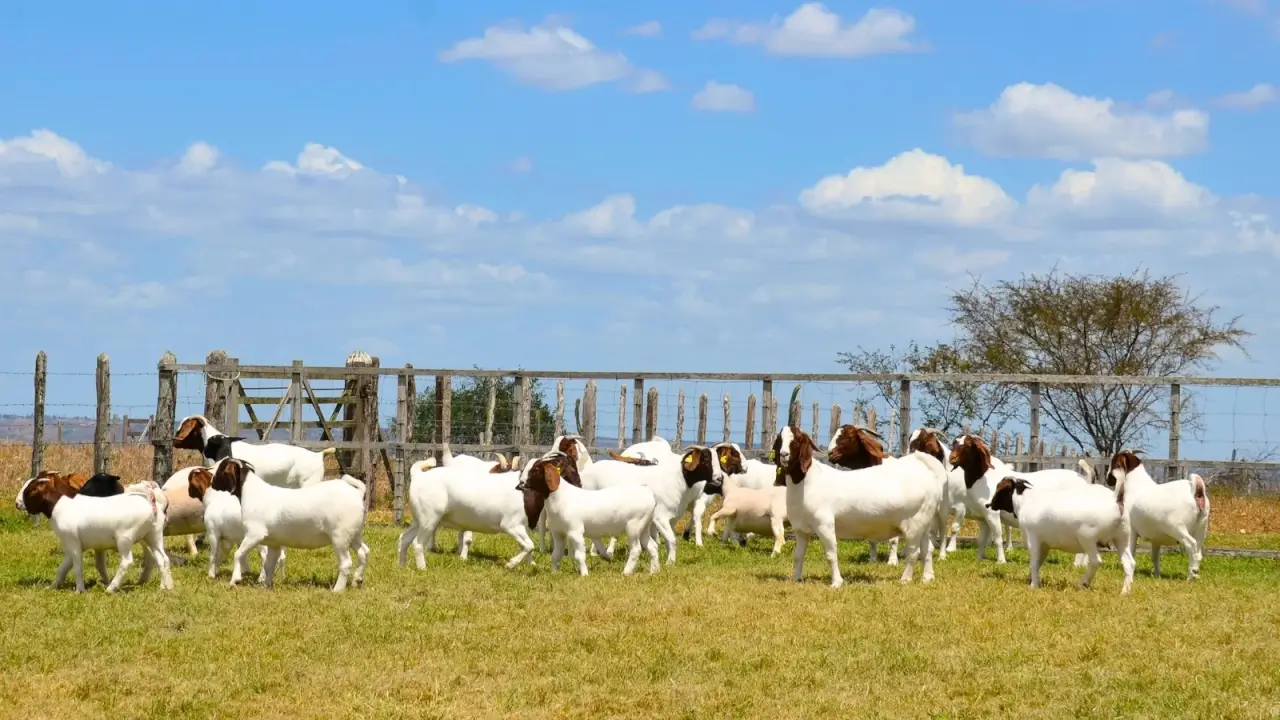 Large Boer goats with sturdy bodies and light brown coats grazing in a green field near a small wooden fence.