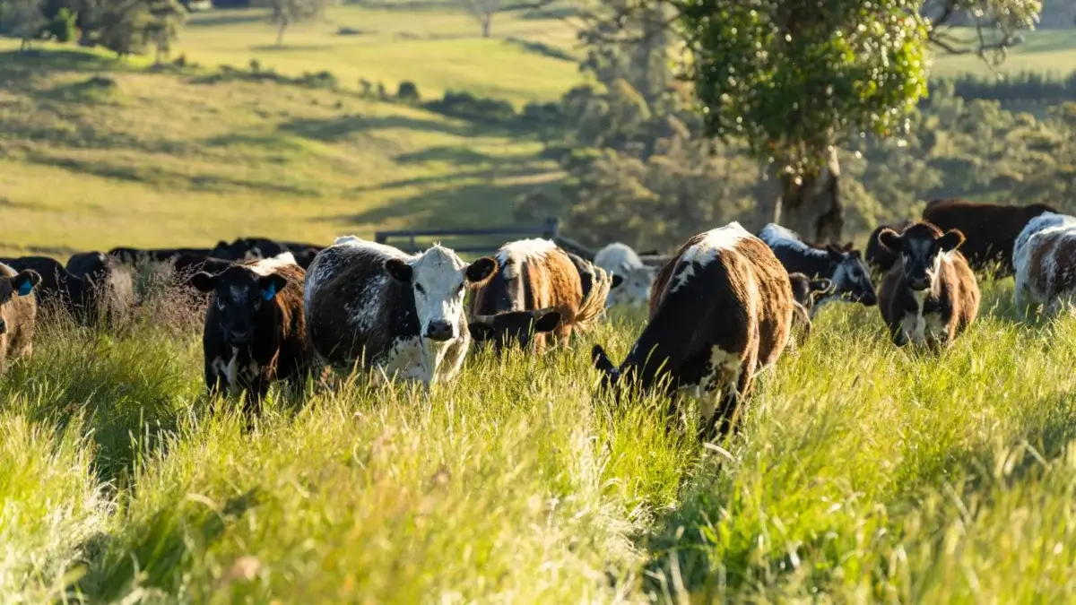Cows grazing on lush green pasture under regenerative grazing practices, across a sunlit field.