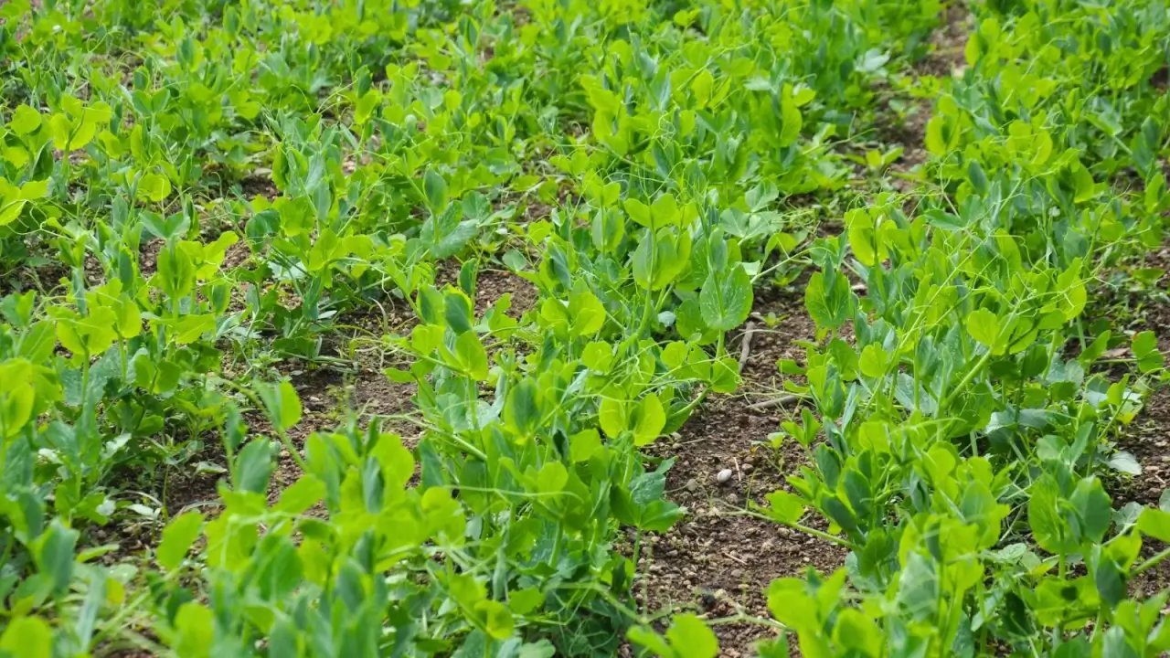 Rows of young pea plants with oval bright green leaves and tendrils emerging from rich, dark soil.