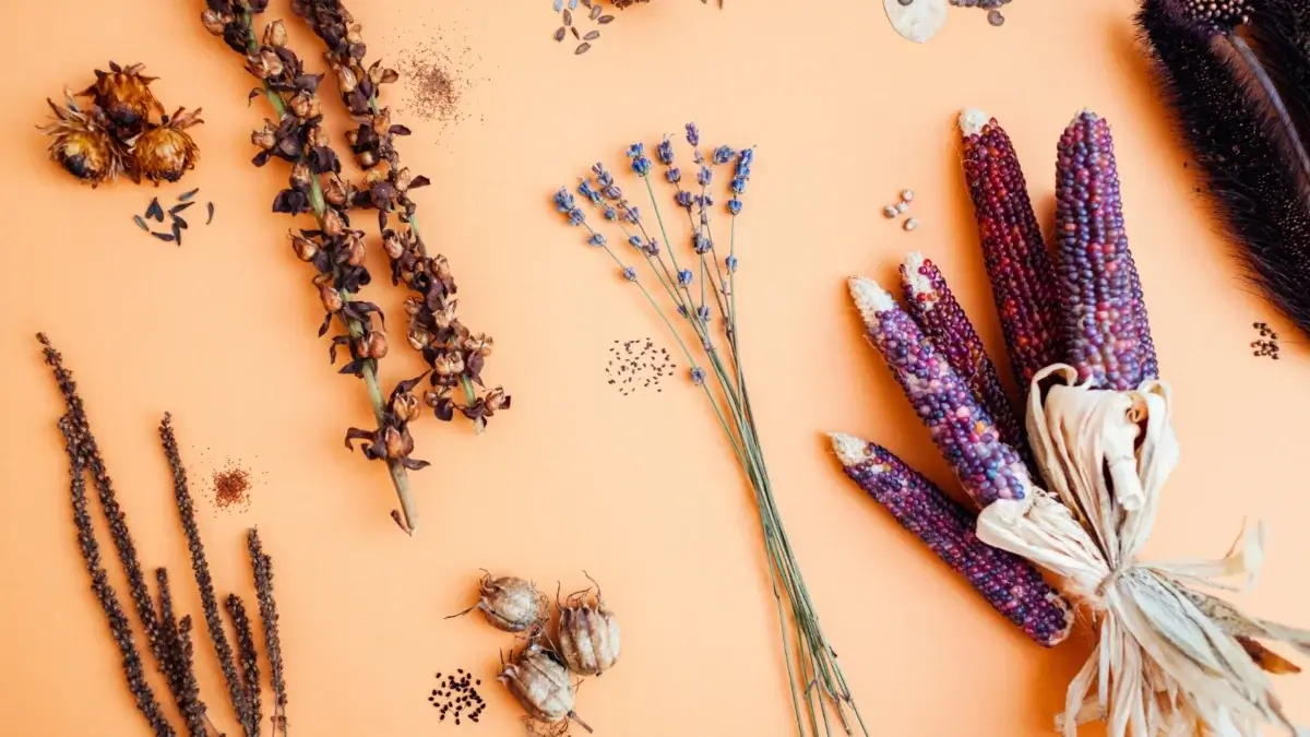 Dry seedpods of foxglove, veronica, lavender, and corn lie scattered on a wooden table, each revealing tiny seeds ready to save farm seeds for the next planting season.