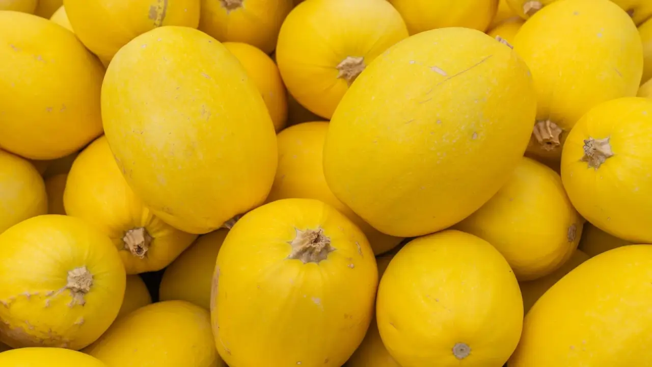 A large pile of round, smooth, bright yellow spaghetti squashes.