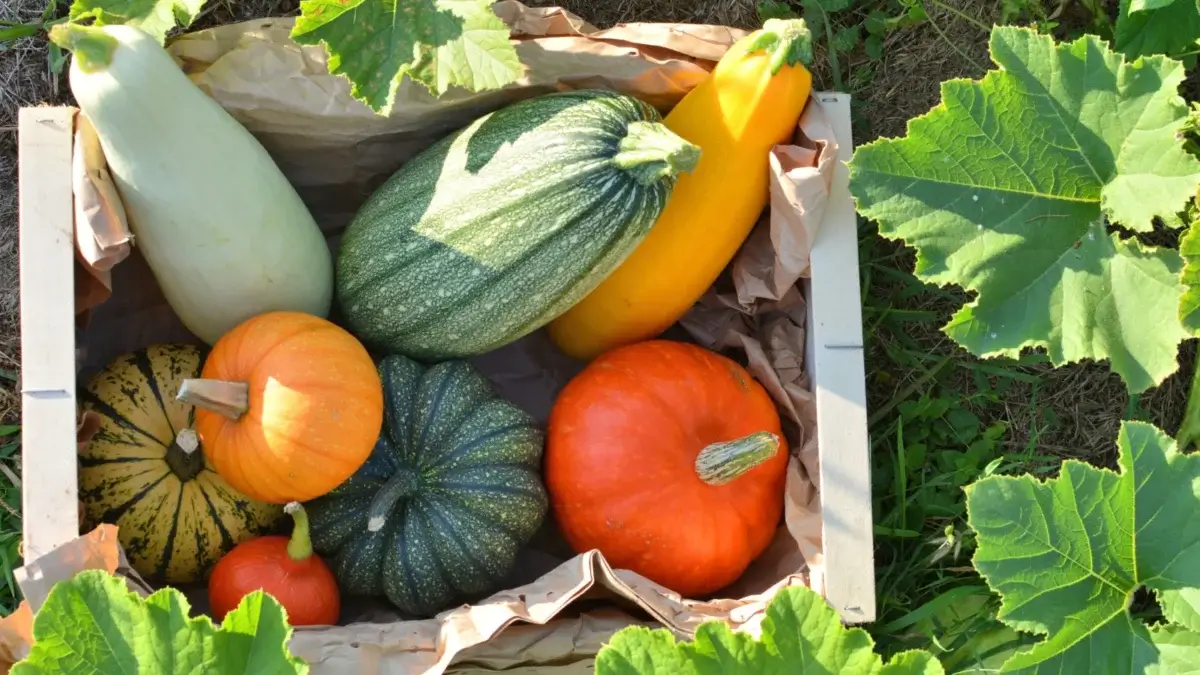 Various squash varieties with oblong smooth yellow and green fruits, round ribbed bright orange, and yellow-green fruits are arranged in a wooden box set in a garden surrounded by large pumpkin foliage.