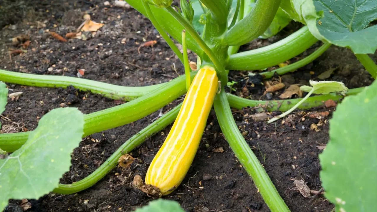 A close-up of an elongated squash fruit with bright yellow skin and white thin vertical stripes, lying on the ground among thick stems with broad green leaves.