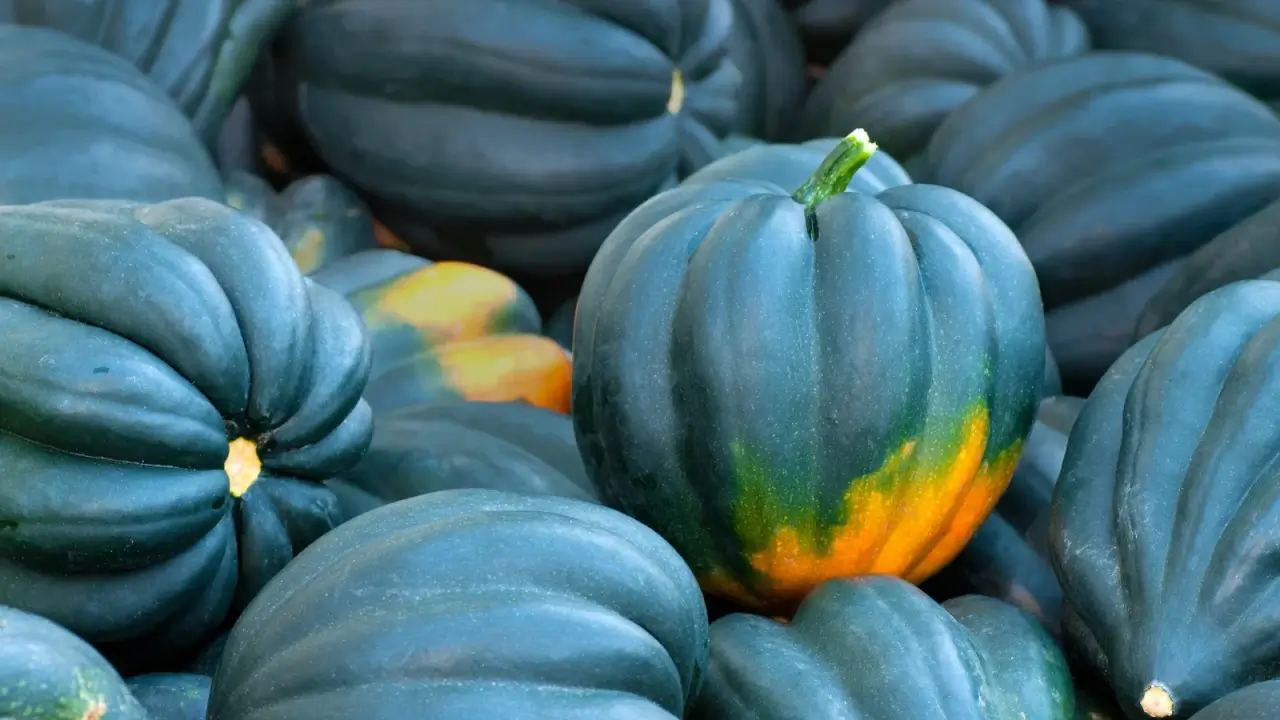 A pile of large, round, dark green, blue-tinged, ribbed-textured pumpkins with distinctive bright orange spots.