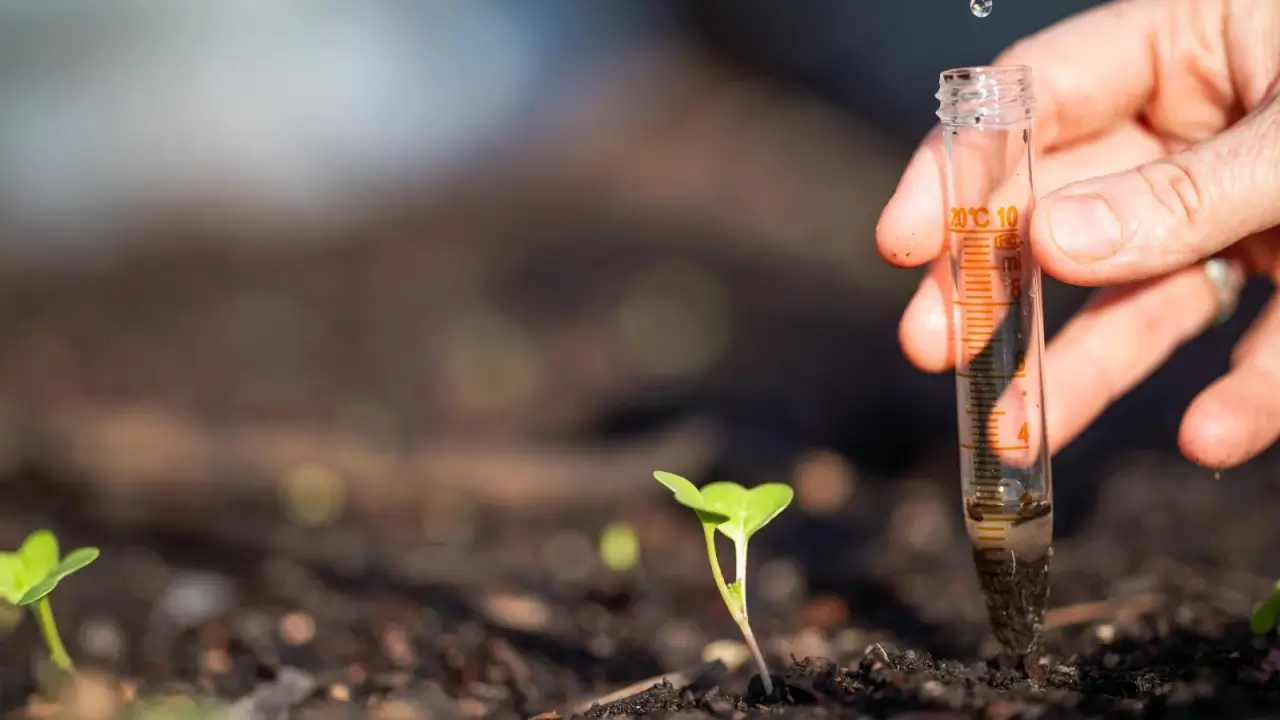 Taking a soil sample for a soil test, a man's hand holds a glass test tube with a soil sample next to a young shoot emerging from black, loose soil.