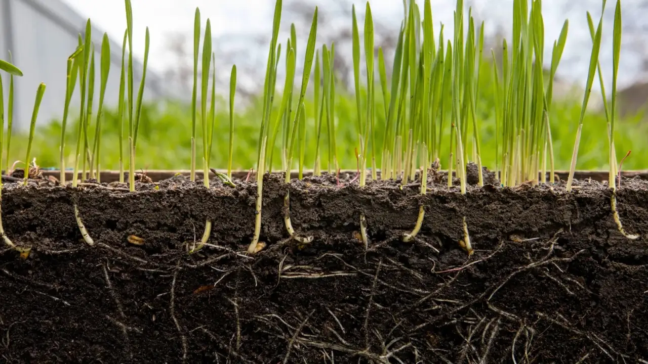 Young wheat sprouts with vertical narrow green leaves and long thin roots extending deep into the black soil.