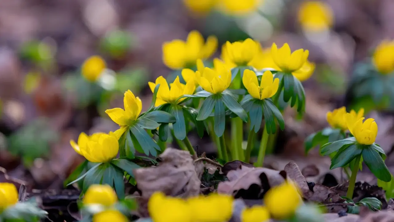 Bright yellow cup-shaped blooms surrounded by a collar of green leaf-like bracts emerging across a garden bed.