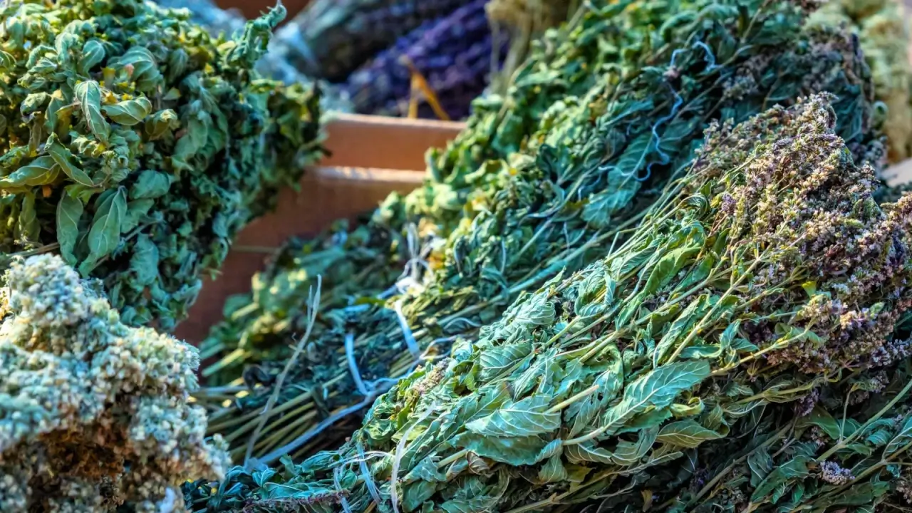 Many bunches of various dried herbs for tea and spices on wooden shelves.