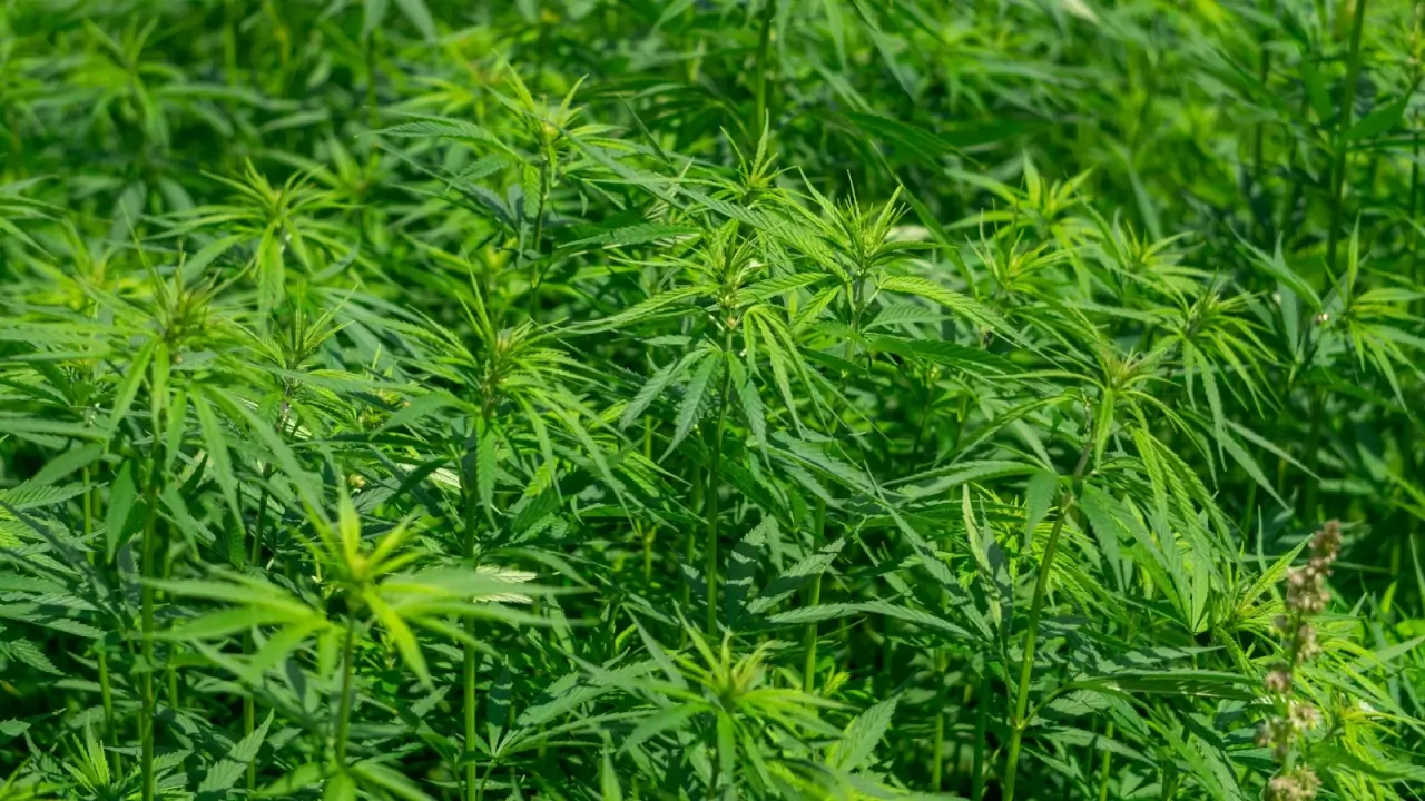 Dense rows of tall green hemp plants stand upright across the plantation, their palmate leaves spreading in slender, serrated leaflets that create a textured, uniform field. 